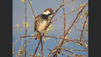 Spanish Sparrow