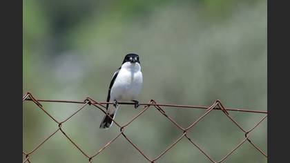 Semicollared Flycatcher