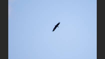 Eastern Imperial Eagle