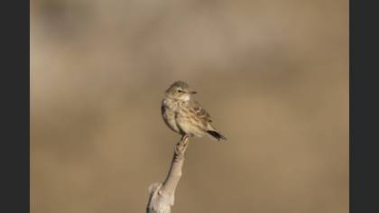 Meadow Pipit