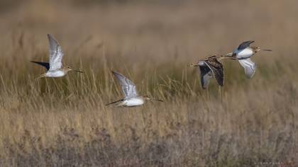 Common Snipe