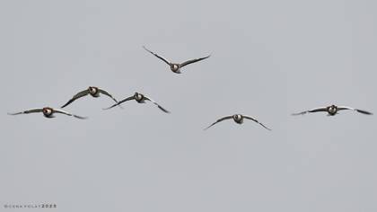 Common Shelduck