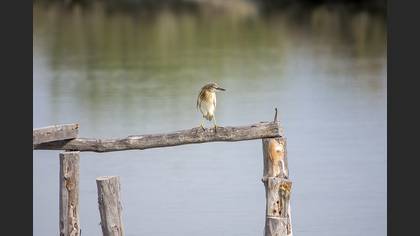 Squacco Heron