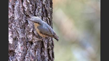 Eurasian Nuthatch
