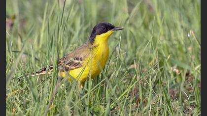 Western Yellow Wagtail