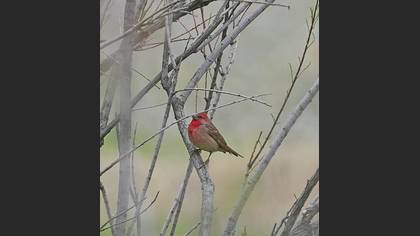 Common Rosefinch