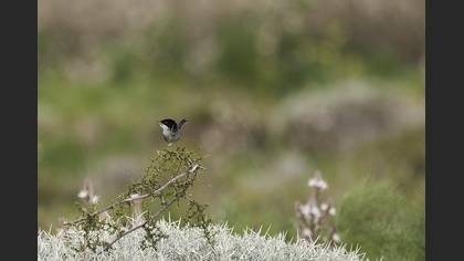 Sardinian Warbler