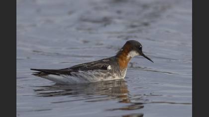 Red-necked Phalarope