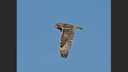 Short-eared Owl