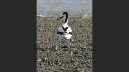 Pied Avocet