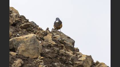 Common Rock Thrush