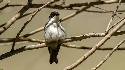 Semicollared Flycatcher