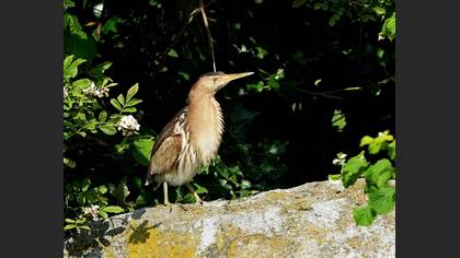Little Bittern