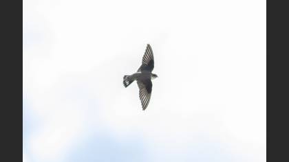 Eurasian Crag Martin