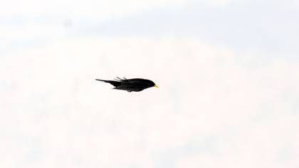Alpine Chough