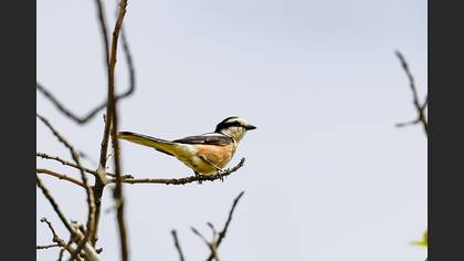 Masked Shrike