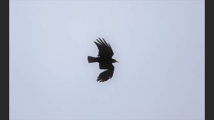 Red-billed Chough