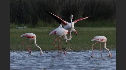 Flamingo