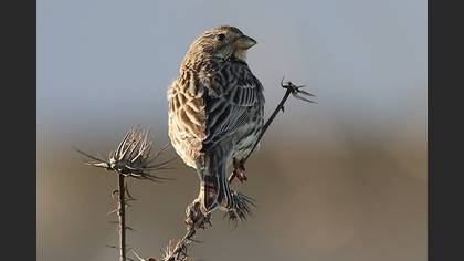 Corn Bunting