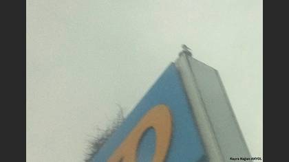 Leylek