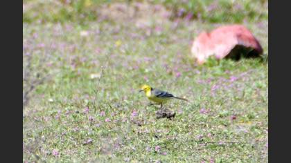 Citrine Wagtail