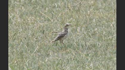 Bimaculated Lark