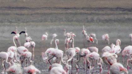 Küçük flamingo