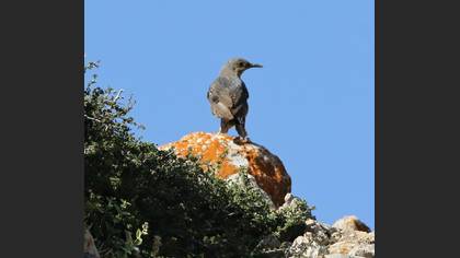 Gökardıç