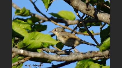 Subalpine Warbler
