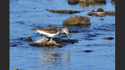Common Sandpiper