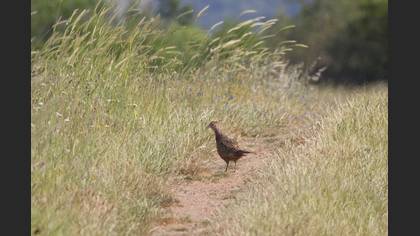 Sülün
