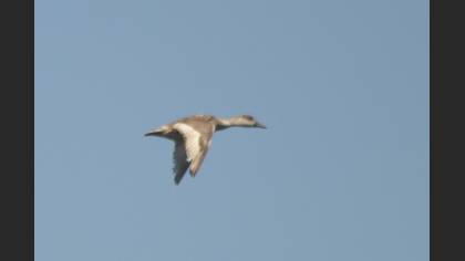 Red-crested Pochard