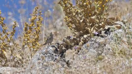 Upcher`s Warbler