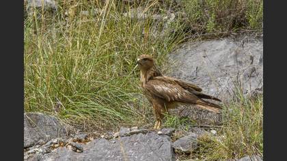 Common Buzzard