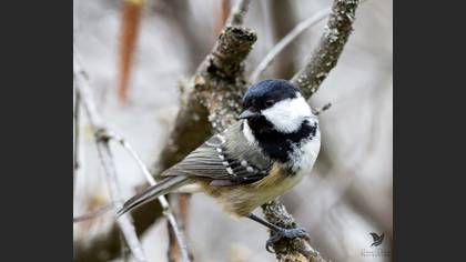 Coal Tit