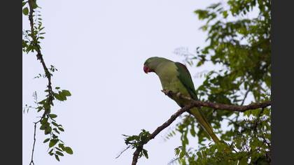Alexandrine Parakeet