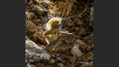 Chukar Partridge