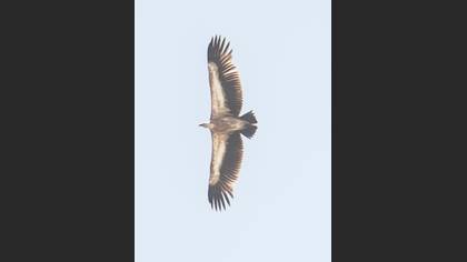 Griffon Vulture