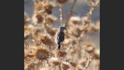 Ketenkuşu