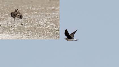 Black-winged Pratincole