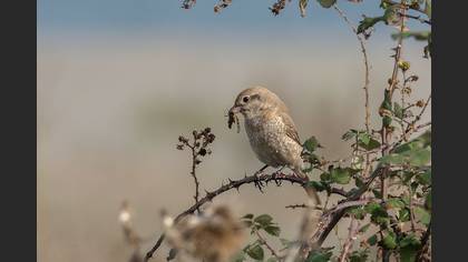 Tanımsız