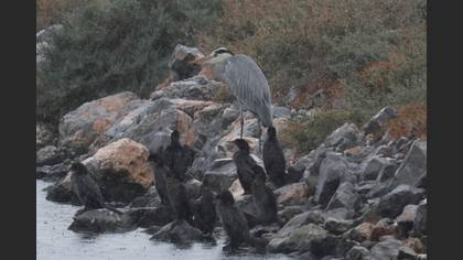 Gri balıkçıl