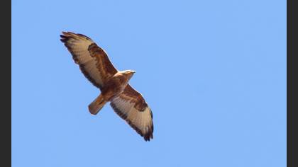 Long-legged Buzzard