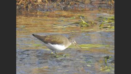Green Sandpiper
