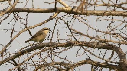 Isabelline Shrike