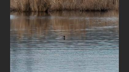 Common Goldeneye