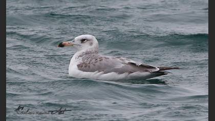 Pallas`s Gull