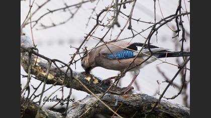 Eurasian Jay