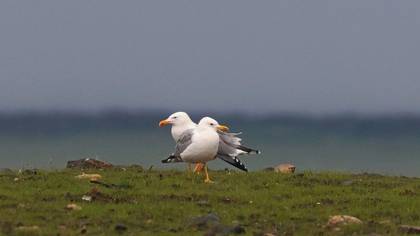 Tanımsız
