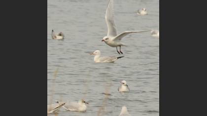 Slender-billed Gull